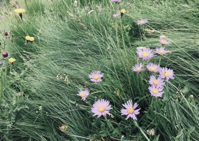 Alpenweide - In Bloom