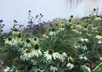 Bijenvriendelijke beplanting met zonnehoed (Echinacea), Persicaria, Kogeldistel, Verbena - In Bloom