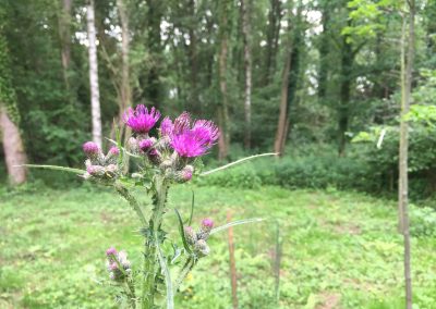 Bostuin met distel - In Bloom