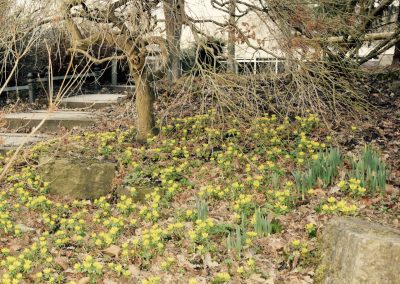 Februari met winteraconiet - Berlijn - In Bloom