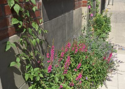 Geveltuin met Clematis Kattenstaart (Lythrum salicaria) Nepeta en Ooievaarsbek (Geranium) - In Bloom