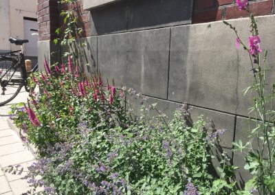 Geveltuin met Lavatera, Nepeta (Kattenkruid), Kattenstaart (Lythrum salicaria) en ooievaarsbek (Geranium)