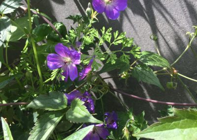 Geveltuin met ooievaarsbek (Geranium) - In Bloom