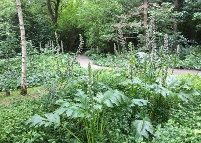 Gulbenkian - bosbeplanting - Acanthus