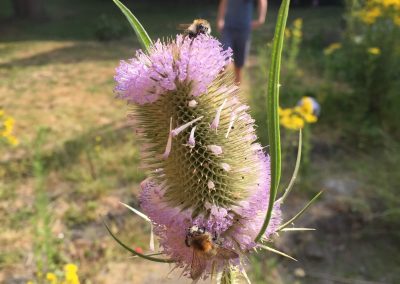 Kaardebol - inheems beplanting - In Bloom