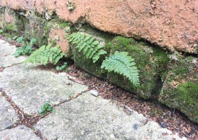 Muurbegroeiing - verticaal groen - In Bloom