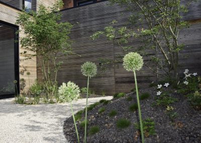 Deze Allium 'Mont Blanc' heeft prachtige witte bloemen en blijft ook lang na de bloei zijn prachtige structuur behouden. Echt een topplant! - In Bloom