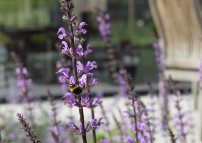 Patiotuin - vlinderplanten - bijenplanten - ecologische tuin - In Bloom