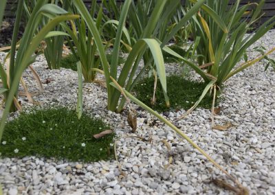 Betreedbare plantjes kunnen een saaie grindzone omtoveren tot een organisch deel van de tuin. De hier gebruikte plant kan trouwens prima tegen wat schaduw, voor zonneplekjes zijn er weer andere kandidaten!