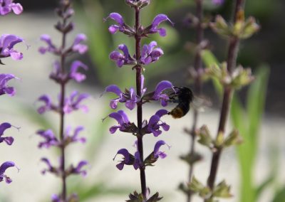 Siersalie - Salvia sylvestris - Bijenplant - ecologische tuinen - In Bloom