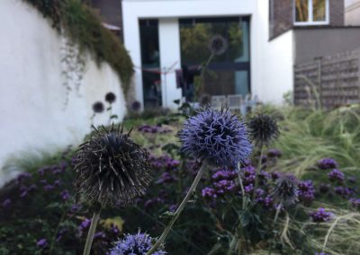 Stadstuin met kogeldistel - bijen vriendelijke tuin - In Bloom