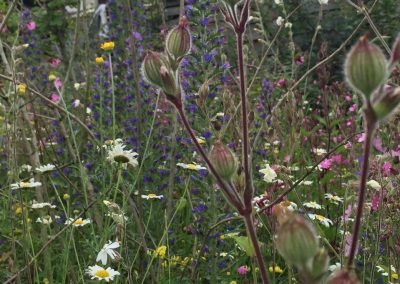 Weidebeplanting - wilde boemen - Koekoeksbloem - slangenkruid - duizendblad - leucanthemum - In Bloom