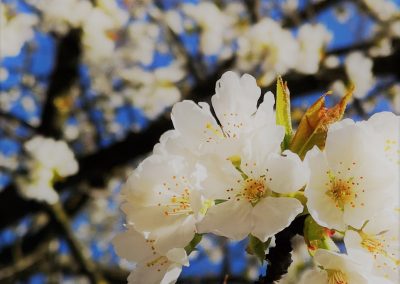 Kersenbloessems - Kerselaren verwennen ons met een prachtige bloessem in de lente, gevolgd door heerlijke kersen in de vroege zomer, wie wil er niet zo'n topper in de tuin? - In Bloom