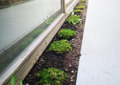 Klein maar fijn, en wat een impact! Deze betreedbare planten worden misschien niet meer dan 5 cm hoog, hun impact op het ontwerp is groots. Hun fris groen onderbreekt de robuuste betonnen oppervlakte en zal na verloop van tijd de volledige plantstrook bedekken als een zacht groen dekentje.