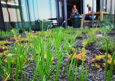 Een biodiverse eetbare daktuin: zelfs met een minimum aan substraat is er toch heel wat mogelijk! De frisgroene blaadjes en knoppen op de voorgrond behoren toe aan berglook (Allium senescens): hiervan kunnen zowel de kleine bolletjes, de bladeren als de bloempjes in de keuken gebruikt worden.