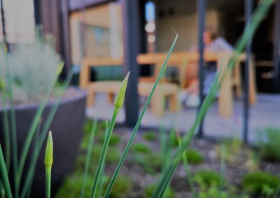 Daktuin met eetbare planten. Allium sphaerocephalon (hier nog in knop) doet het prima op dit dat. De bladeren en bloemen kunnen worden gebruikt als vervanger van bieslook in een salade of in een soep.