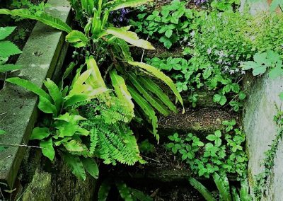 Een oud trapgat vol varens en schaduwplantjes is een prachtig mysterieus element!