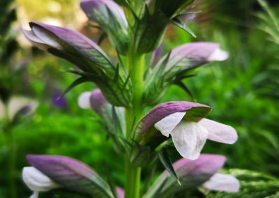 De indrukwekkende bloem van zachte berenklauw (Acanthus mollis) (In Bloom)