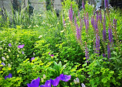 Bijenvriendelijke beplanting met Salvia, Campanula, Cosmos en Deschampsia in naturalistische stadstuin (In Bloom)