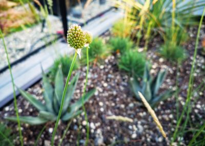 Allium sphaerocephalon net voor de bloei. Droogteresistente beplanting op een daktuin met slechts een dunne substraatlaag (In Bloom)