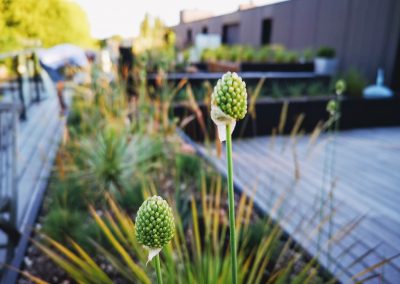 Allium sphaerocephalon net voor de bloei. Droogteresistente beplanting op een daktuin met slechts een dunne substraatlaag (In Bloom)