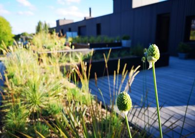 Allium sphaerocephalon net voor de bloei. Droogteresistente beplanting op een daktuin met slechts een dunne substraatlaag (In Bloom)