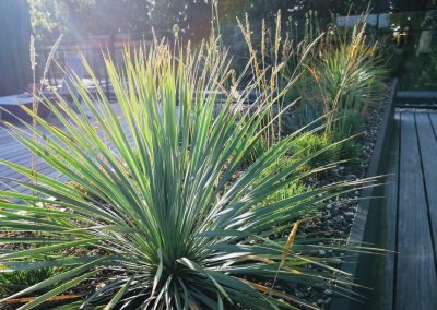 Een droogtetuin met een minimum aan substraat (om het gewicht te beperken). Beplanting met o.a. Yucca rostrata, sedum soorten, sierui en Koeleria. (In Bloom)