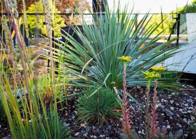 Een droogtetuin met een minimum aan substraat (om het gewicht te beperken). Beplanting met o.a. Yucca rostrata, sedum soorten en Koeleria. (In Bloom)