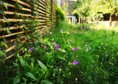 Klokjesbloem (Campanula) in een naturalistische stadstuin. Opzij klimmen hopplanten op een kastanjehouten klimsteun om de logge hangar te bekleden. Foto 5 maand na aanleg. (In Bloom)