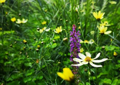 Salvia, cosmos en smele in naturalistische stadstuin (In-Bloom)