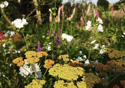 Bloemenzee: duizendblad, kaasjeskruid, ereprijs en op de achtergrond kattenstaarten - In Bloom