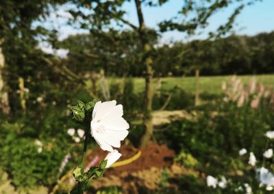 Malva mosschata 'Alba' (Kaasjeskruid) - In Bloom