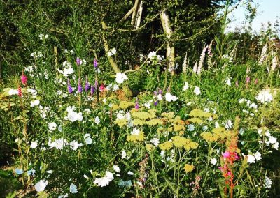 Naturalistische gezinstuin met klimboom en héél veel bloemen - In Bloom