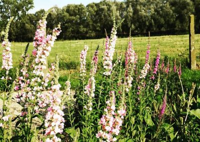 Naturalistische gezinstuin met inheemse kattenstaarten (Lythrum salicaria) - In Bloom